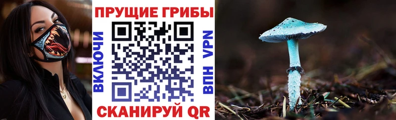 Галлюциногенные грибы Cubensis  где можно купить   Щёлково 